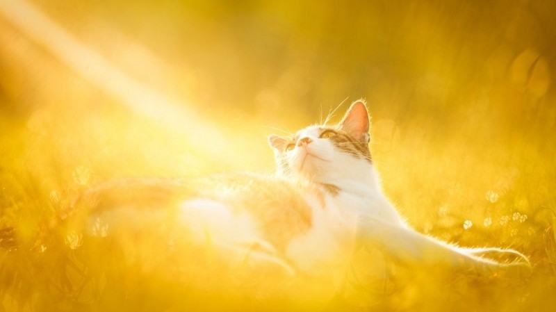 Солнечные котики Солнечные котики