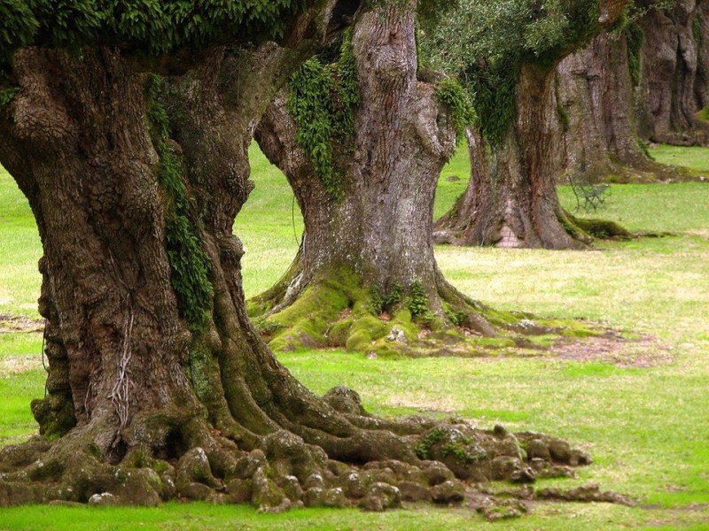 Самые необычные деревья в мире