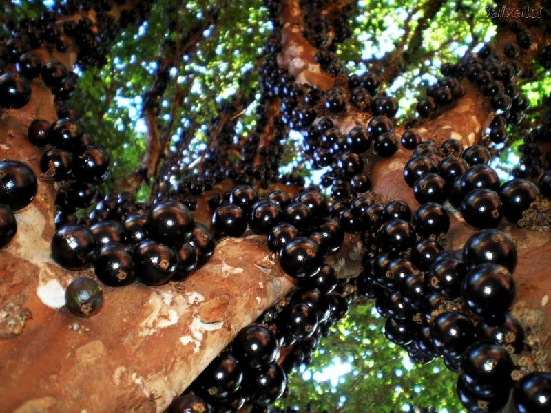 Джаботикаба или виноградное дерево Бразилии
