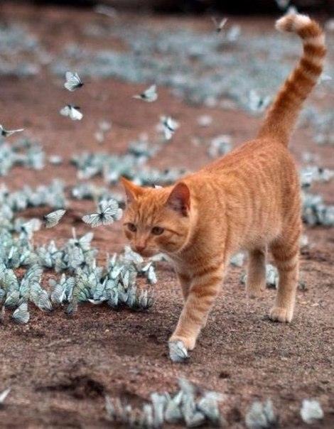 Кот и бабочки
