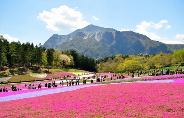 Флоксы Hitsujiyama Park, Chichibu, Япония