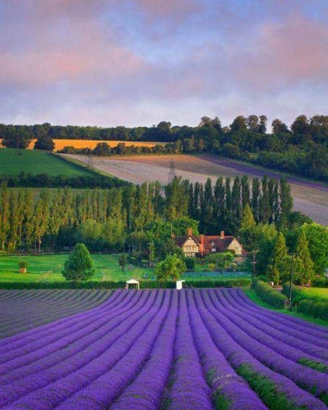 Лавандовые поля, Прованс, Франция.