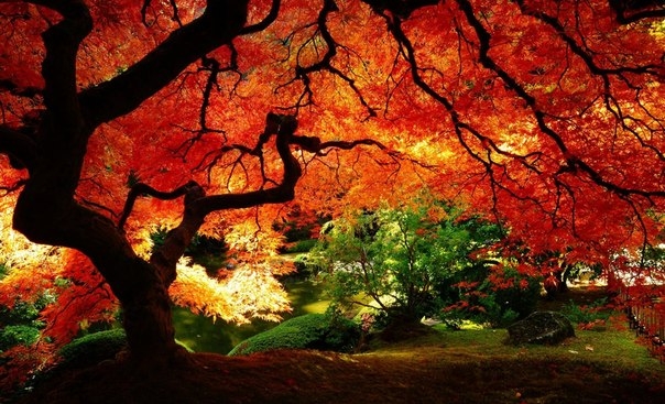 Прекрасная осень в Японии