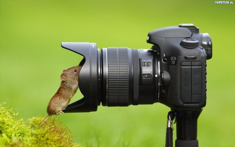 Животные Фотографы Фото