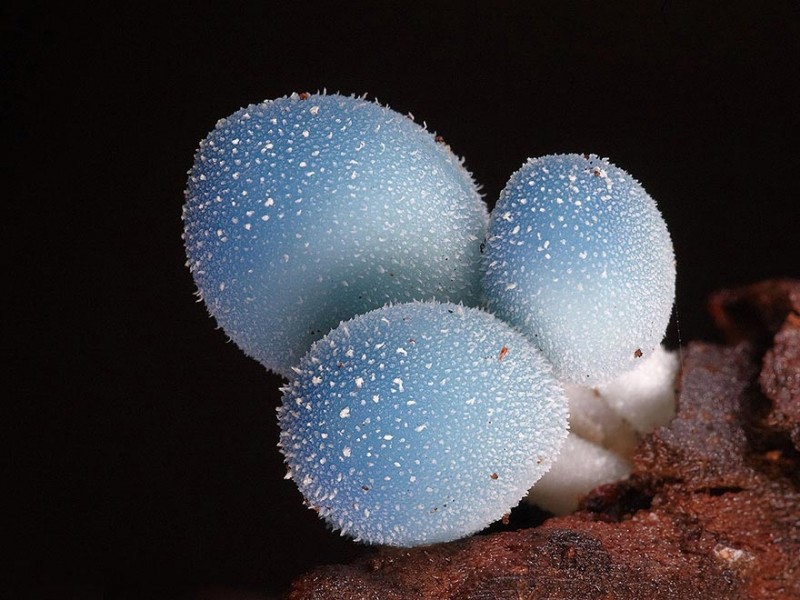 Волшебный мир австралийских грибов