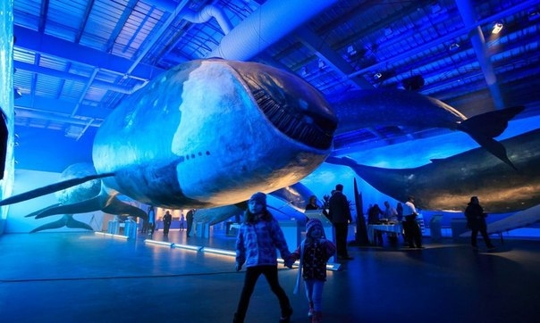 Музей китов в Рейкьявике