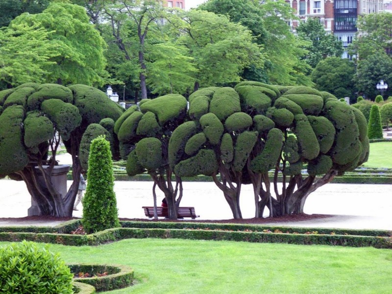Необычные плюшевые деревья в парке Ретиро в Мадриде, Испания