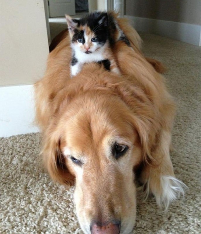 Кошки, которые используют собак, как подушки Кошки, которые используют собак, как подушки