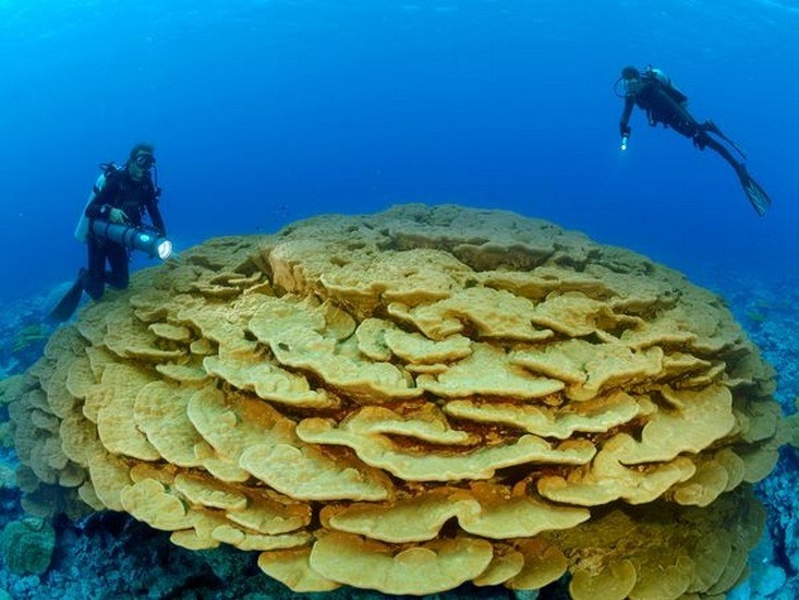 Коралловый риф 7