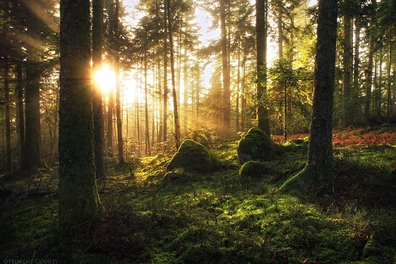 Красота дикого французского леса в фотографиях Florent Courty
