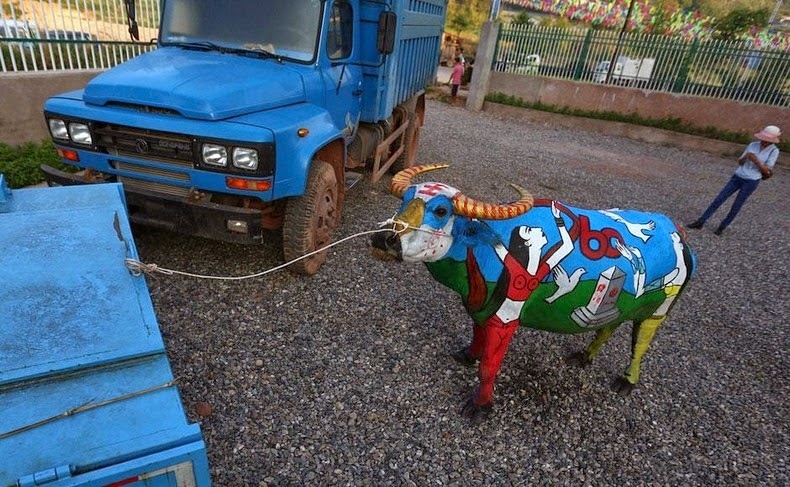 Боди-арт на буйволах в Китае