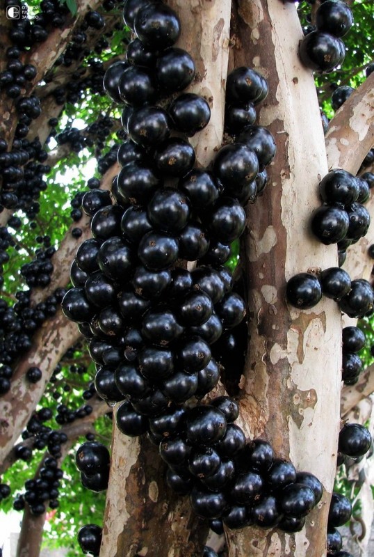 Джаботикаба или виноградное дерево Бразилии