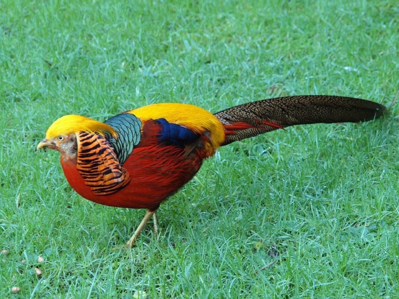 Золотой фазан: яркая и красочная птица из Китая 3