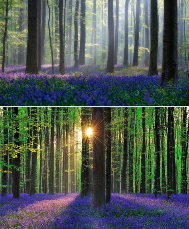 Колокольчиковый лес Hallerbos в Бельгии