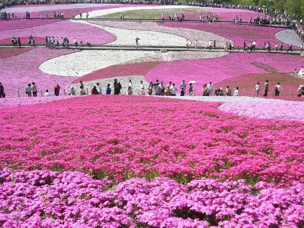 Флоксы Hitsujiyama Park, Chichibu, Япония