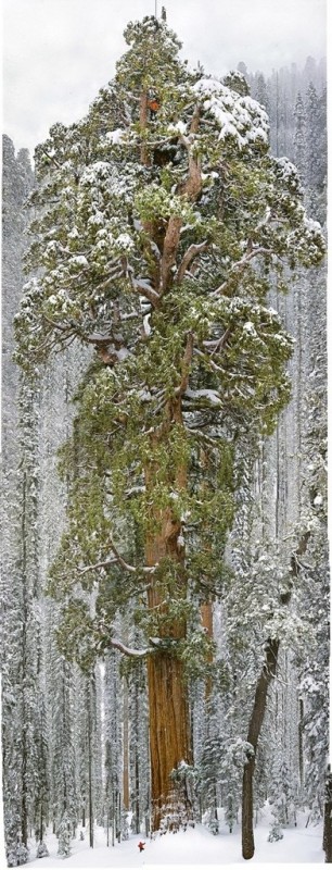 Чтобы заснять это дерево целиком, фотографам понадобилось 32 дня