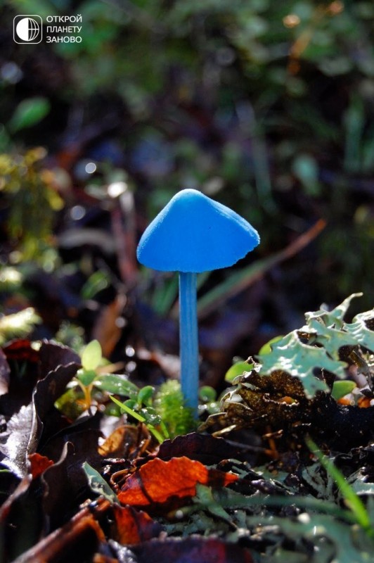 Голубой гриб