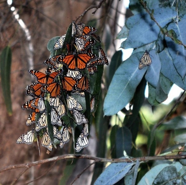 Миграция бабочки Монарха