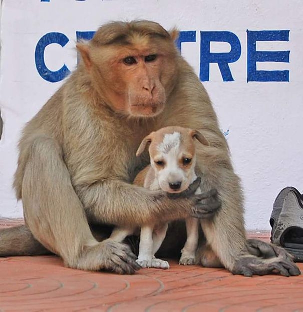 Как обезьянка усыновила бродячего щенка
