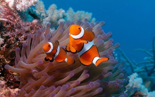 Удивительные коралловые рифы
