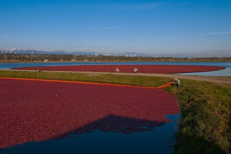 Море клюквы, Канада Море клюквы, Канада