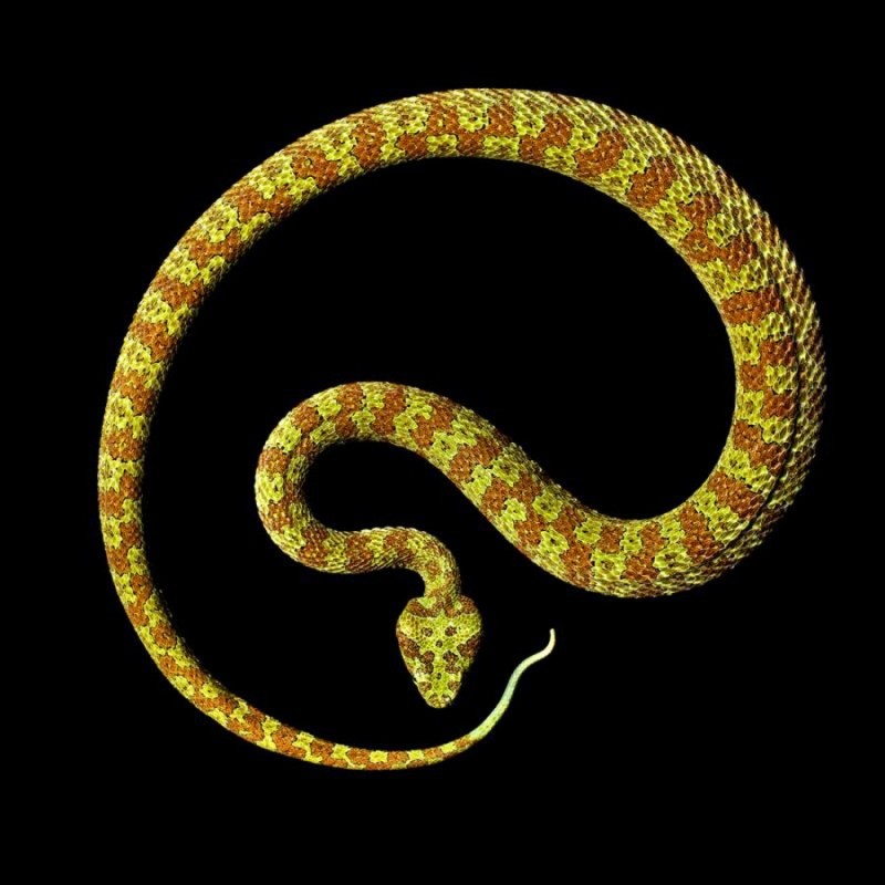 Проект Serpentine Марка Лайта Проект Serpentine Марка Лайта