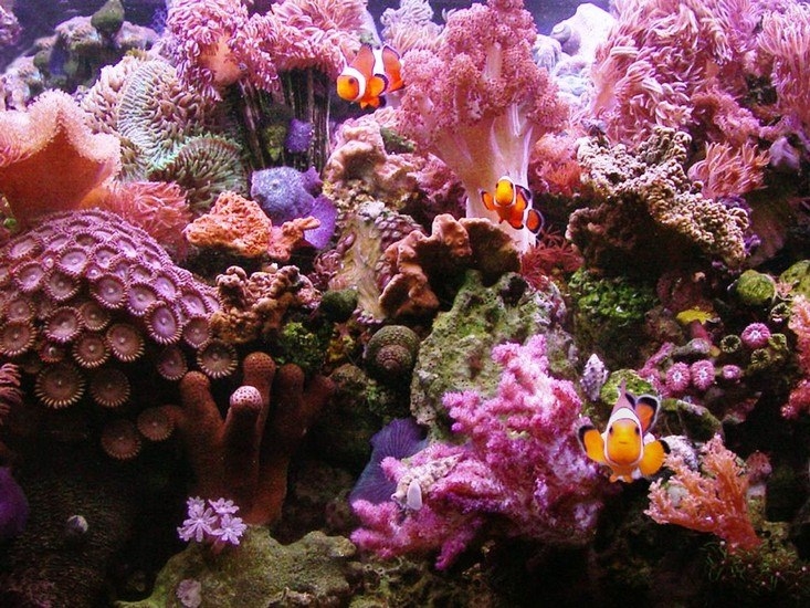Коралловый риф 6
