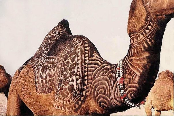 Стрижка верблюда как искусство Стрижка верблюда как искусство