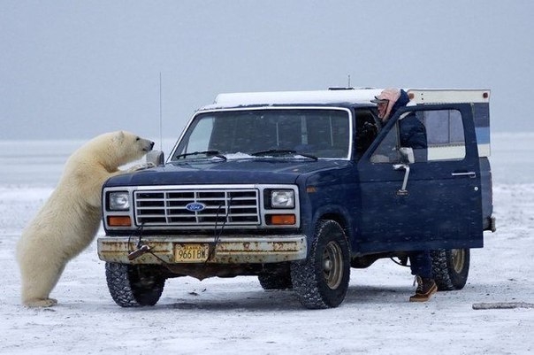 Как белый медведь просился в машину