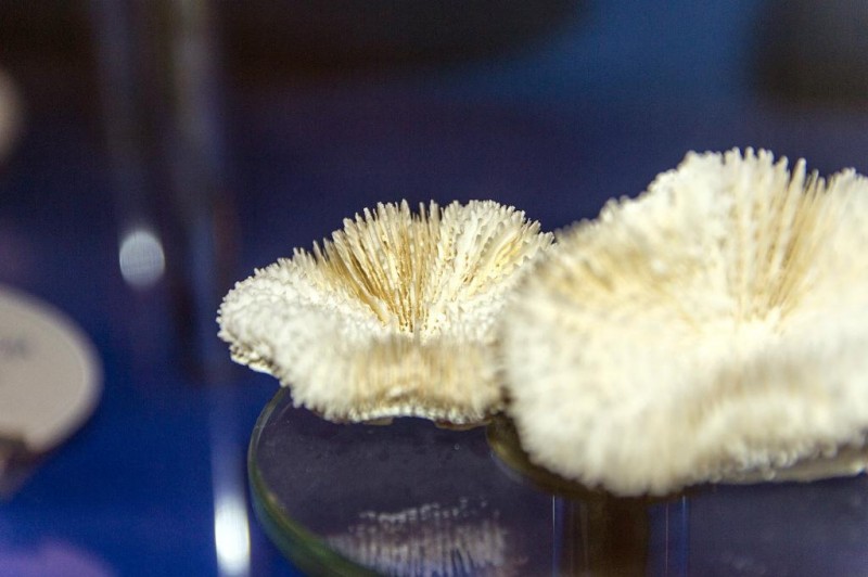 Рассказы от наших подписчиков. Морской музей в Клайпеде Рассказы от наших подписчиков. Морской музей в Клайпеде