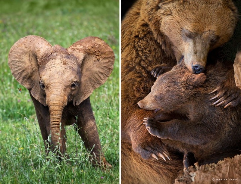 Удивительные животные на фотографиях Марины Кано