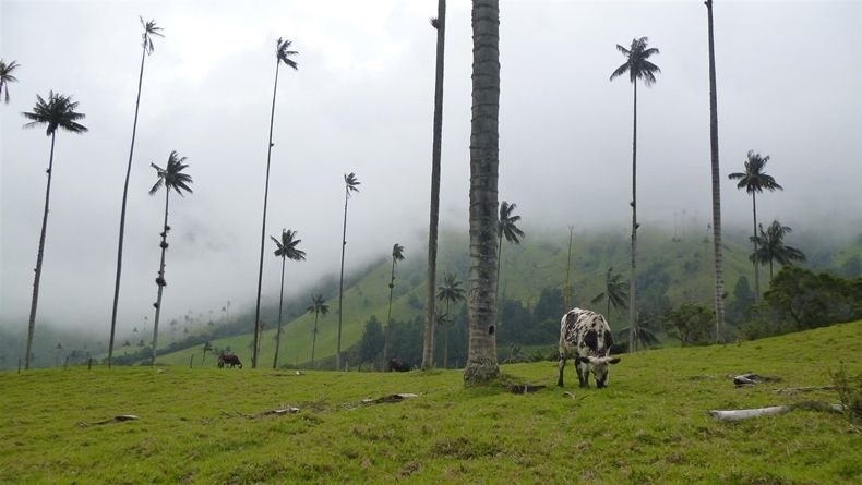 Долина самых высоких пальм - «Долина Кокора» (Valle de Cocora), Колумбия