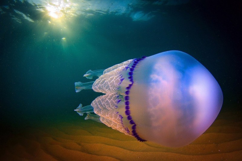 Инопланетная красота медуз