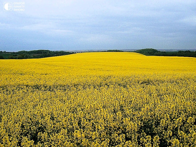 Желтые поля рапса