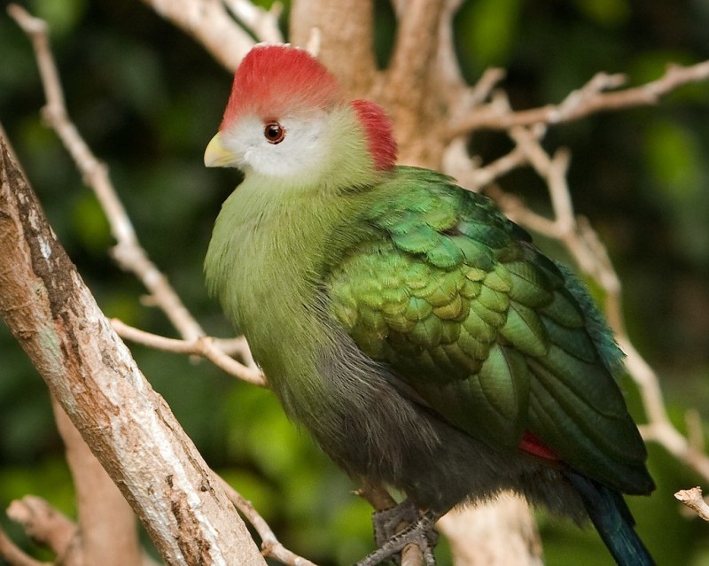 Краснохохлый турако - птица, перья которой являются музейными экспонатами
