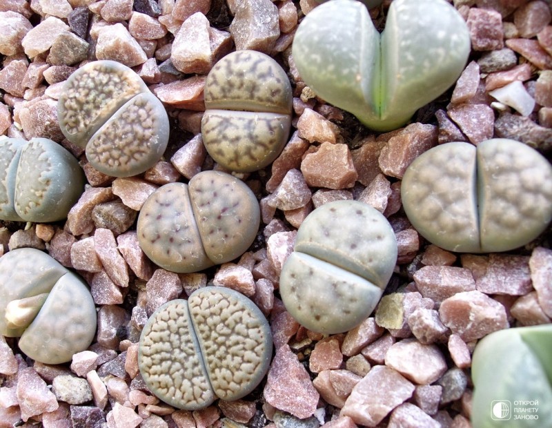 Литопсы — удивительные живые камни
