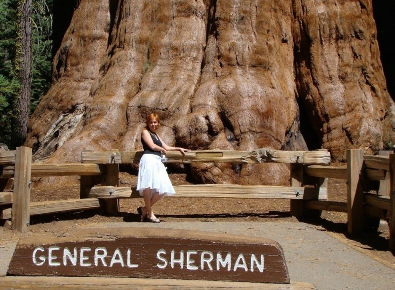 Генерал Шерман: самое большое дерево на планете