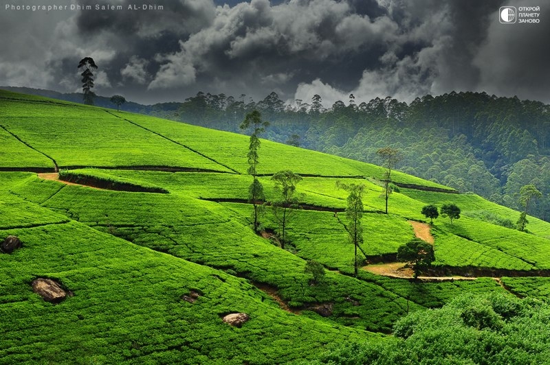 Удивительная Шри-Ланка