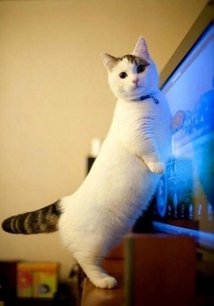 Кошка-такса Кошка-такса