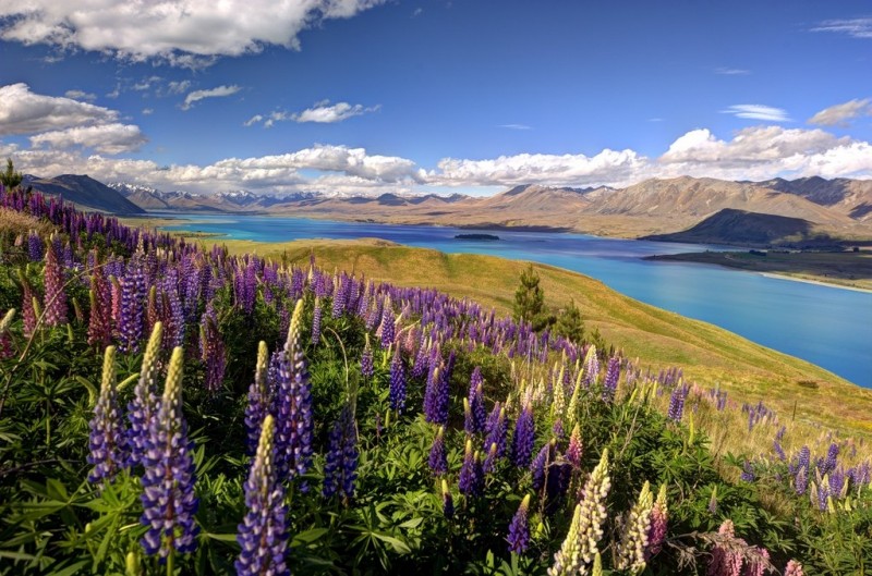 Цветение люпинов на озере Текапо, Новая Зеландия