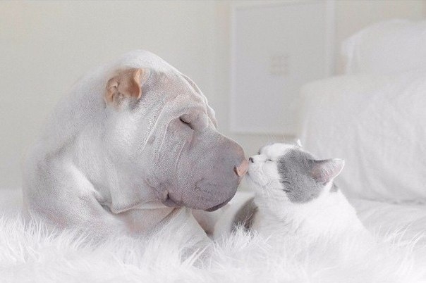 Пес Паддингтон и кот Батлер — самые фотогеничные зверята
