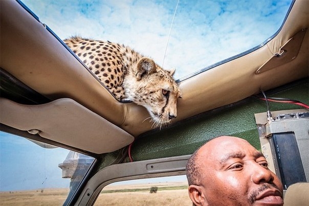 Во время сафари в Национальном парке Серенгети в Танзании одному фотографу повезло,когда юный гепард