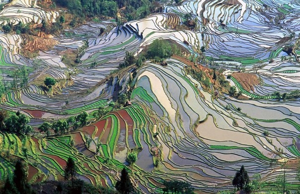 Красота и умиротворенность рисовых террас Лонгшенг