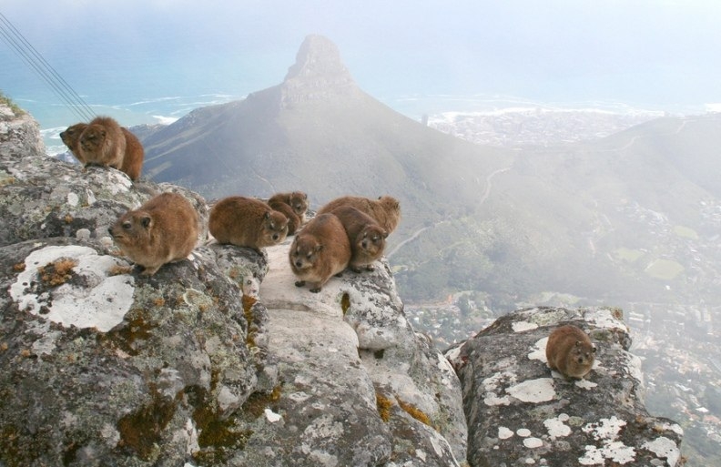 Национальный парк Столовая гора (ЮАР)