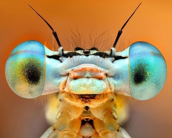 Посмотрим прямо в глаза этим милым насекомым