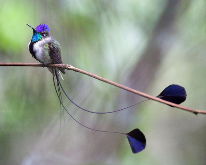 Самые красивые колибри 2