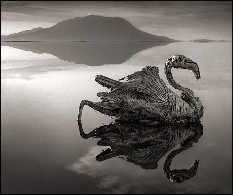 Озеро, превращающее животных в камень
