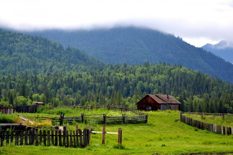 Горный Алтай, подножие г.Белухи (4506 м.)