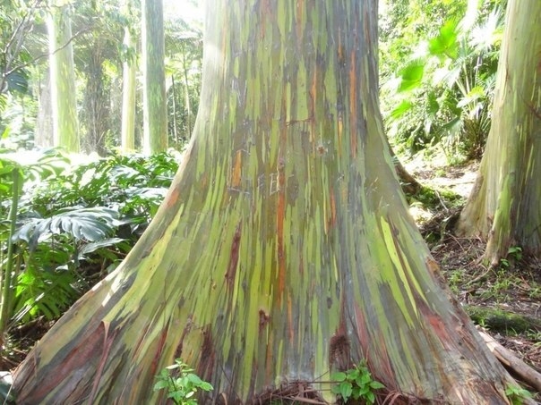 Радужный эвкалипт - самое красочное дерево на Земле