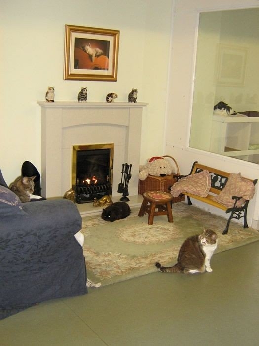 Дом для престарелых котов